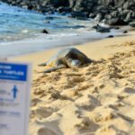 Tortuga descanzando en playa del norte de oahu tortugas en Laniakea ceach