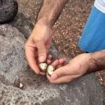 Macadamias de Oahu